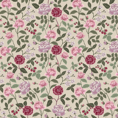 English Rose Roses Plum